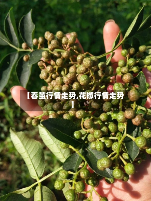 【春茧行情走势,花椒行情走势】